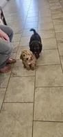 Niall, a male Cocker Spaniel for sale in Amherst, VA – 7 of 8