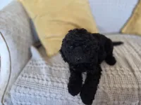 Zayn, a male Cocker Spaniel for sale in Amherst, VA – 2 of 8
