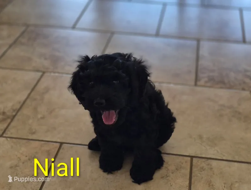 Niall – Cocker Spaniel puppy for sale in Amherst, VA