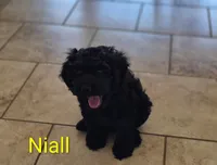 Niall, a male Cocker Spaniel for sale in Amherst, VA – 1 of 8