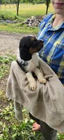 Pepper , a female Collie and Cocker Spaniel for sale in Amherst, VA – 5 of 9