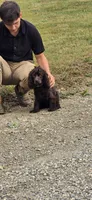 Harry, a male Cockapoo for sale in Amherst, VA – 4 of 10