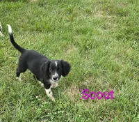 Scout , a female Collie for sale in Amherst, VA – 4 of 7