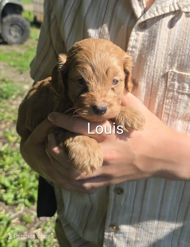 Louis – Cockapoo puppy for sale in Amherst, VA