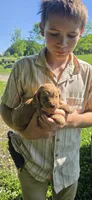 Louis, a male Cockapoo for sale in Amherst, VA – 2 of 4