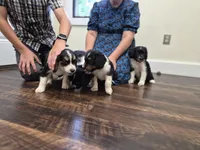 Scout , a female Cocker Spaniel for sale in Amherst, VA – 4 of 5