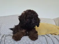 Harry, a male Cockapoo for sale in Amherst, VA – 6 of 10