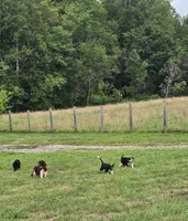 Percy , a male Collie for sale in Amherst, VA – 5 of 6