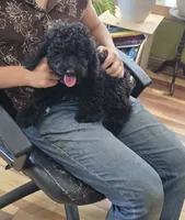 Niall, a male Cocker Spaniel for sale in Amherst, VA – 5 of 8