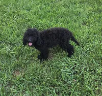 Zayn, a male Cocker Spaniel for sale in Amherst, VA – 6 of 8