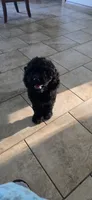 Zayn, a male Cocker Spaniel for sale in Amherst, VA – 8 of 8