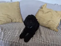 Niall, a male Cocker Spaniel for sale in Amherst, VA – 2 of 8