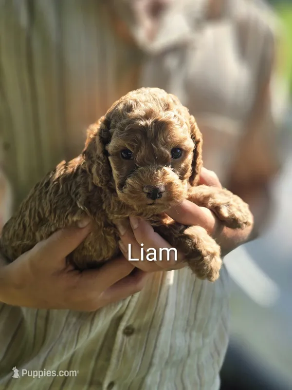 Liam – Cockapoo puppy for sale in Amherst, VA