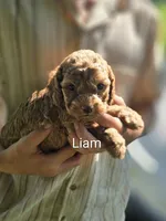 Liam, a male Cockapoo for sale in Amherst, VA – 1 of 4