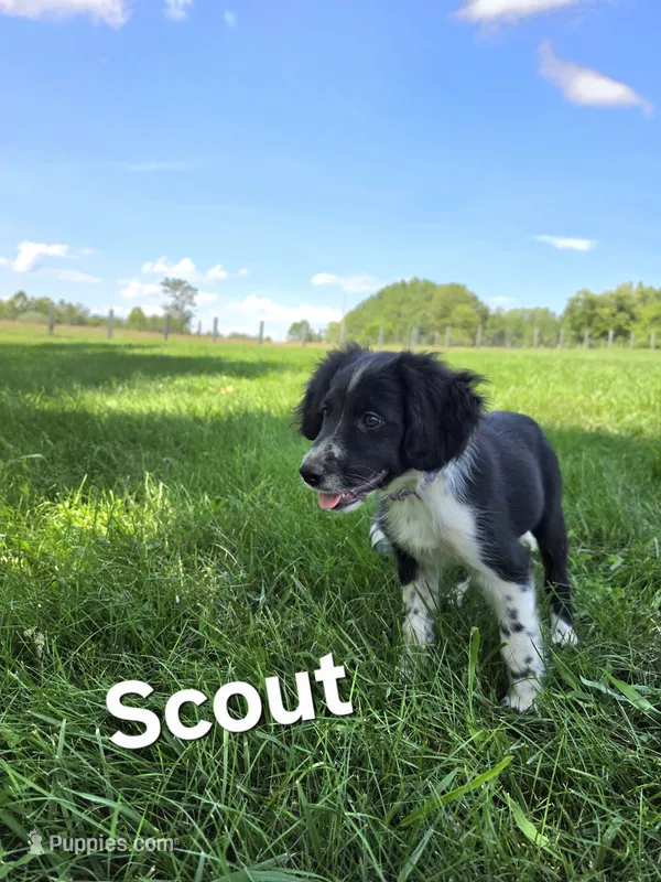 Scout  – Cocker Spaniel puppy for sale in Amherst, VA