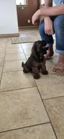 Harry, a male Cockapoo for sale in Amherst, VA – 10 of 10