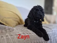 Zayn, a male Cocker Spaniel for sale in Amherst, VA – 1 of 8