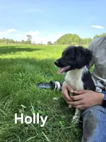 Holly, a female Collie for sale in Amherst, VA – 3 of 9
