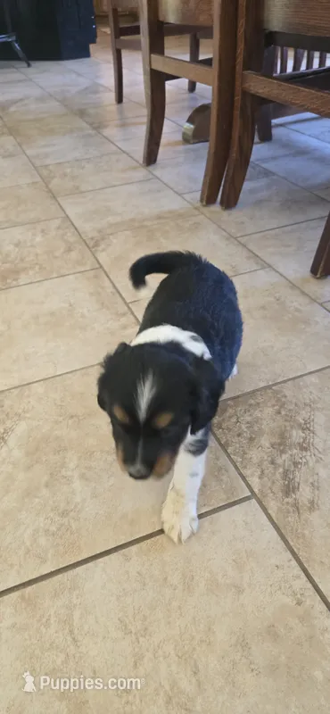 Pepper  – Collie, Cocker Spaniel puppy for sale in Amherst, VA