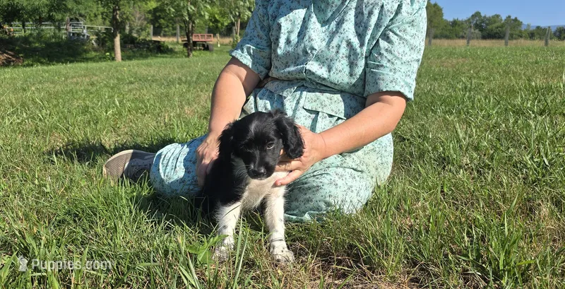 Holly – Collie, Cocker Spaniel puppy for sale in Amherst, VA