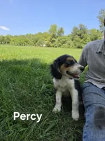 Percy , a male Collie for sale in Amherst, VA – 3 of 6