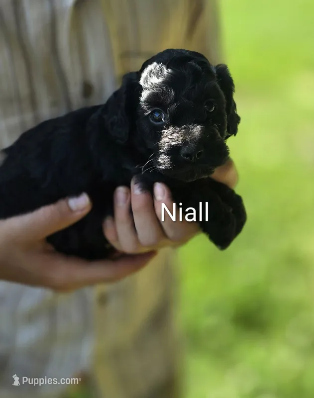 Niall – Cockapoo puppy for sale in Amherst, VA