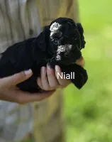 Niall, a male Cockapoo for sale in Amherst, VA – 1 of 4