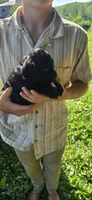 Niall, a male Cockapoo for sale in Amherst, VA – 3 of 4