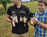 Pepper , a female Collie and Cocker Spaniel for sale in Amherst, VA – 7 of 9