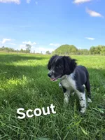 Scout , a female Collie for sale in Amherst, VA – 1 of 7