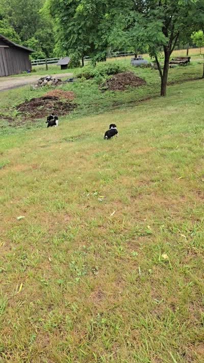 Percy , a male Cocker Spaniel for sale in Amherst, VA – 5 of 5