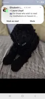 Zayn, a male Cockapoo for sale in Amherst, VA – 3 of 8