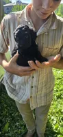 Niall, a male Cockapoo for sale in Amherst, VA – 2 of 4