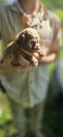 Liam, a male Cockapoo for sale in Amherst, VA – 3 of 4