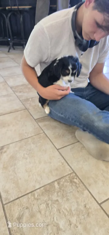 Percy  – Cocker Spaniel puppy for sale in Amherst, VA