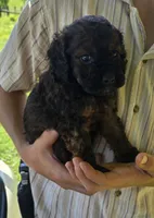 Harry, a male Cockapoo for sale in Amherst, VA – 2 of 4