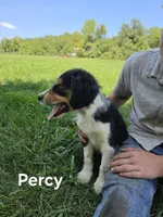 Percy , a male Collie for sale in Amherst, VA – 4 of 6