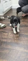 Holly, a female Collie and Cocker Spaniel for sale in Amherst, VA – 1 of 6