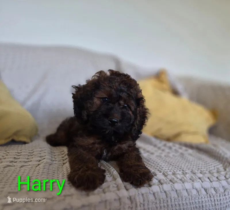 Harry – Cockapoo puppy for sale in Amherst, VA