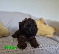 Harry, a male Cockapoo for sale in Amherst, VA – 1 of 10