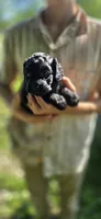 Zayn, a male Cockapoo for sale in Amherst, VA – 3 of 4