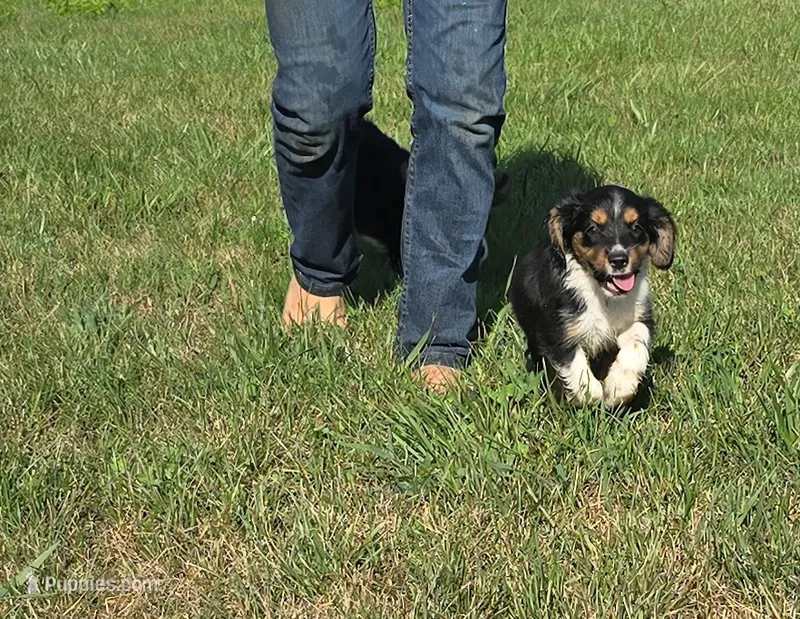 Percy  – Collie puppy for sale in Amherst, VA