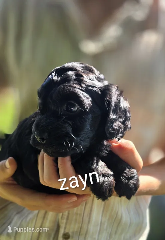 Zayn – Cockapoo puppy for sale in Amherst, VA