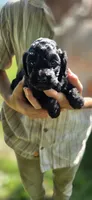 Zayn, a male Cockapoo for sale in Amherst, VA – 4 of 4