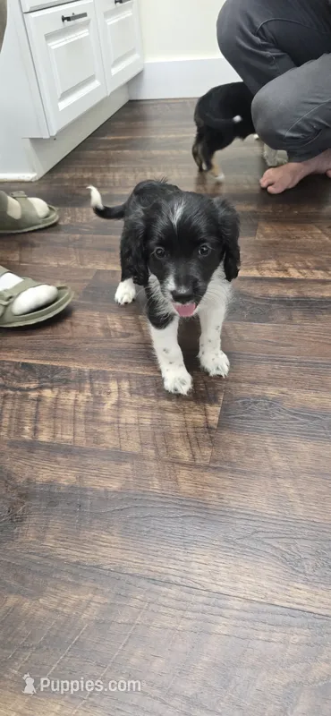 Scout  – Cocker Spaniel puppy for sale in Amherst, VA