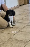 Holly, a female Collie for sale in Amherst, VA – 2 of 9