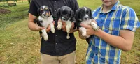 Pepper , a female Collie and Cocker Spaniel for sale in Amherst, VA – 4 of 9