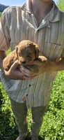 Louis, a male Cockapoo for sale in Amherst, VA – 4 of 4