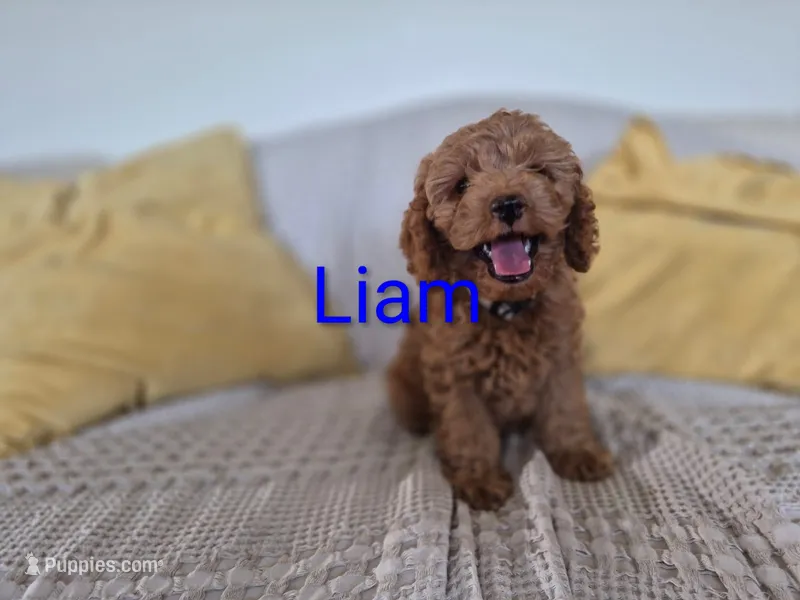 Liam – Cockapoo puppy for sale in Amherst, VA