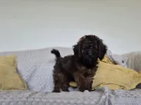 Harry, a male Cockapoo for sale in Amherst, VA – 7 of 10